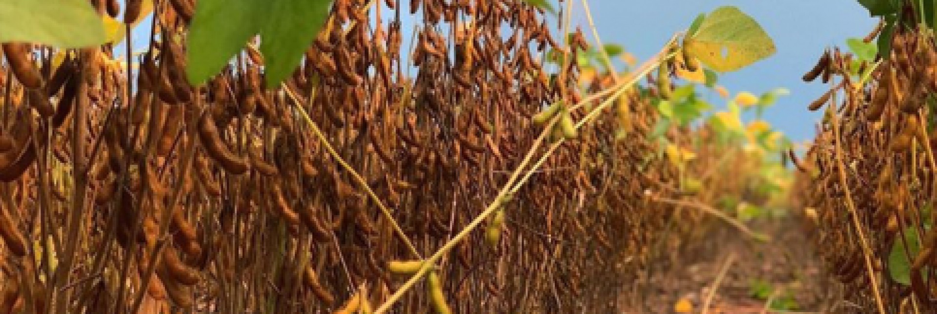 Adubar mais é sinônimo de adubar melhor?